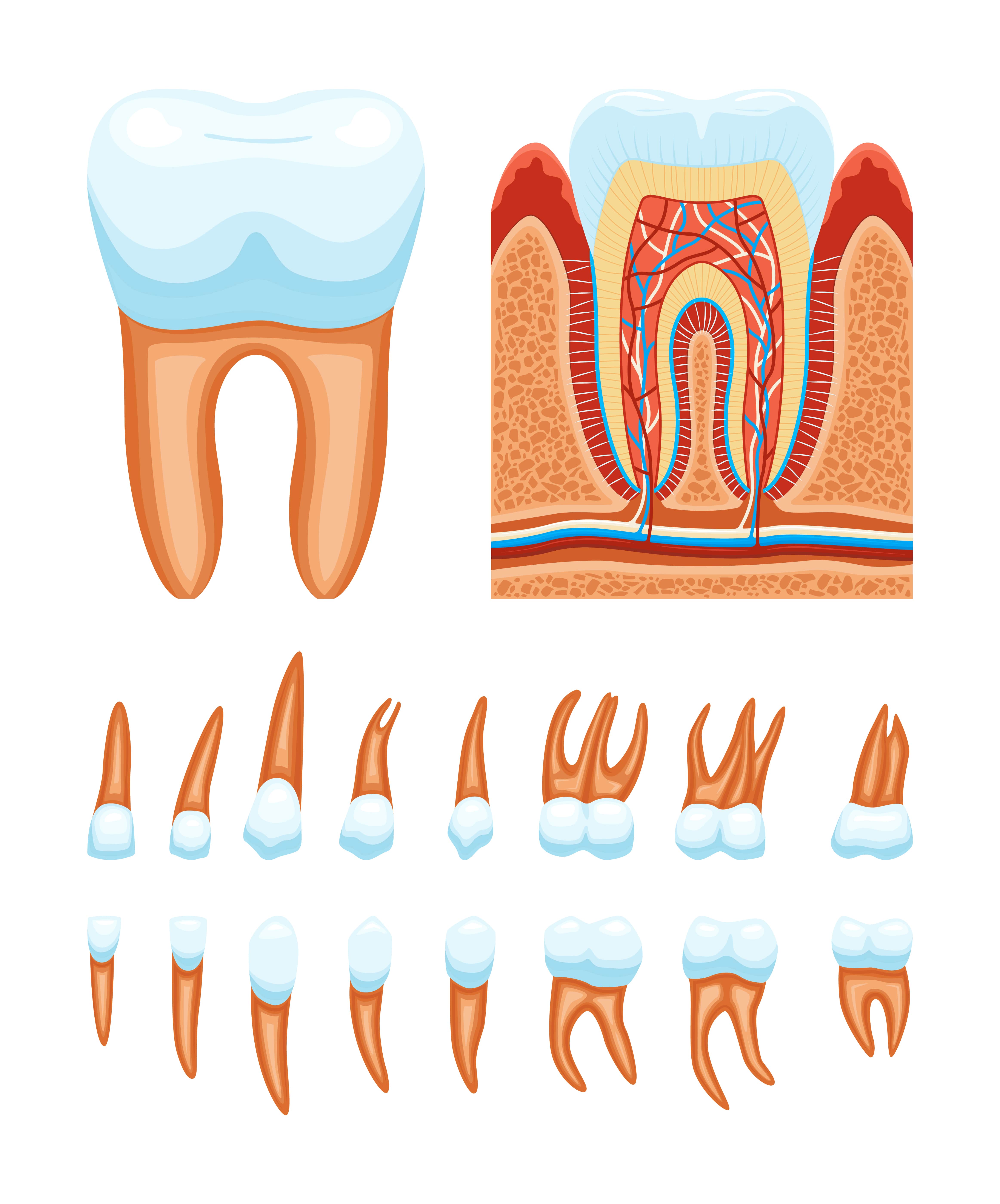 каналы зубов